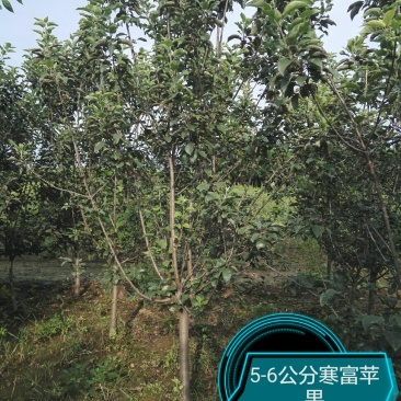 苹果树2-10公分，2-5公分量非常大，