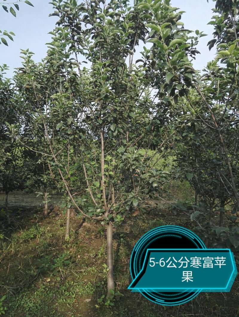 苹果树2-10公分，2-5公分量非常大，