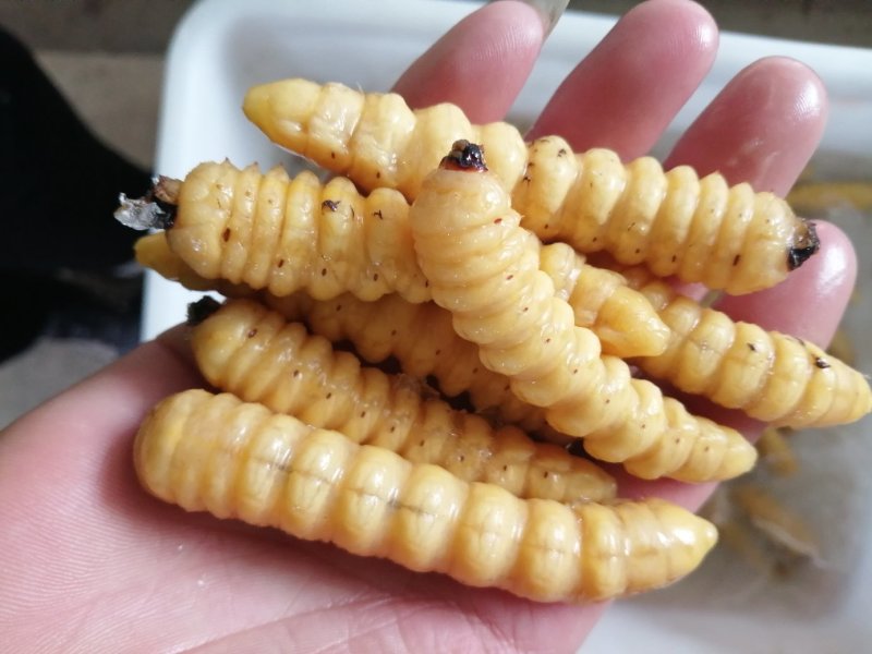 荒虫（山水牛幼虫）