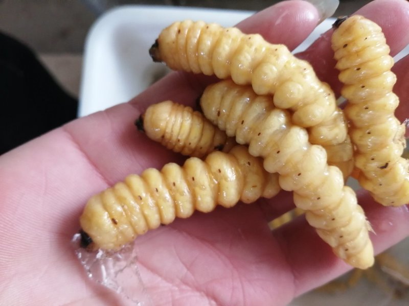 荒虫（山水牛幼虫）