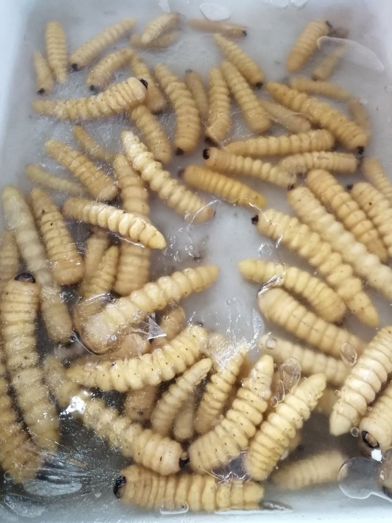 荒虫（山水牛幼虫）