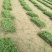 大叶油草卷30✘50✘6片