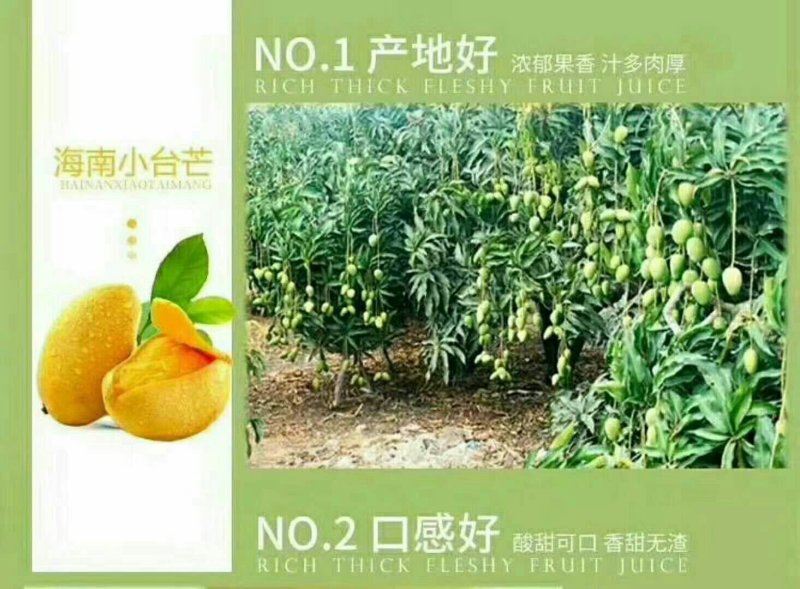 海南小台农