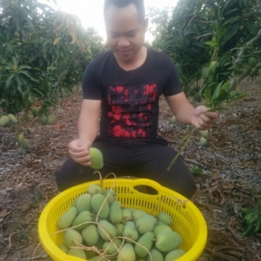 海南小台农