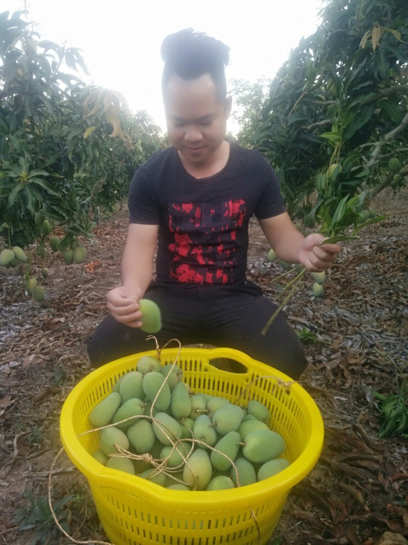 海南小台农