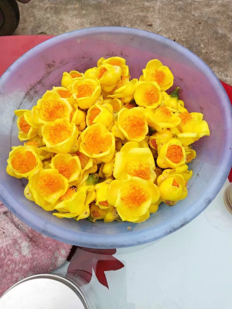 金花茶