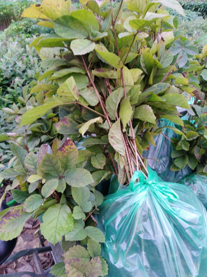 黄花风铃苗（多花）