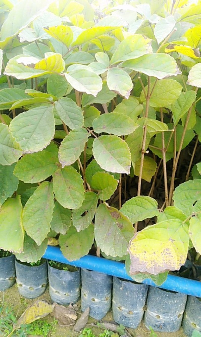 黄花风铃苗（多花）
