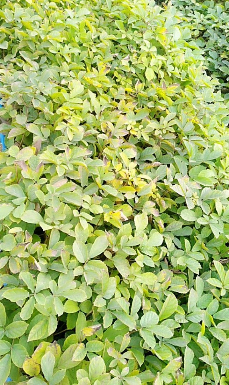 黄花风铃苗（多花）