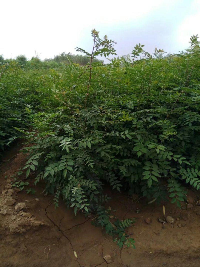 1～2年的花椒苗