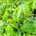 大腹（酒瓶）木棉