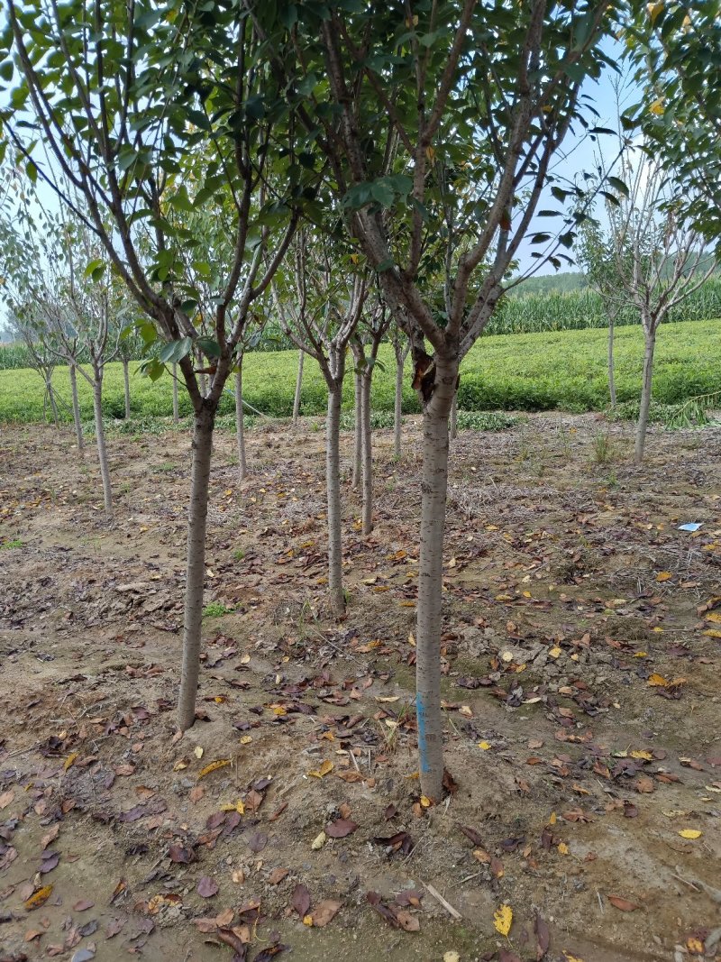 樱花树