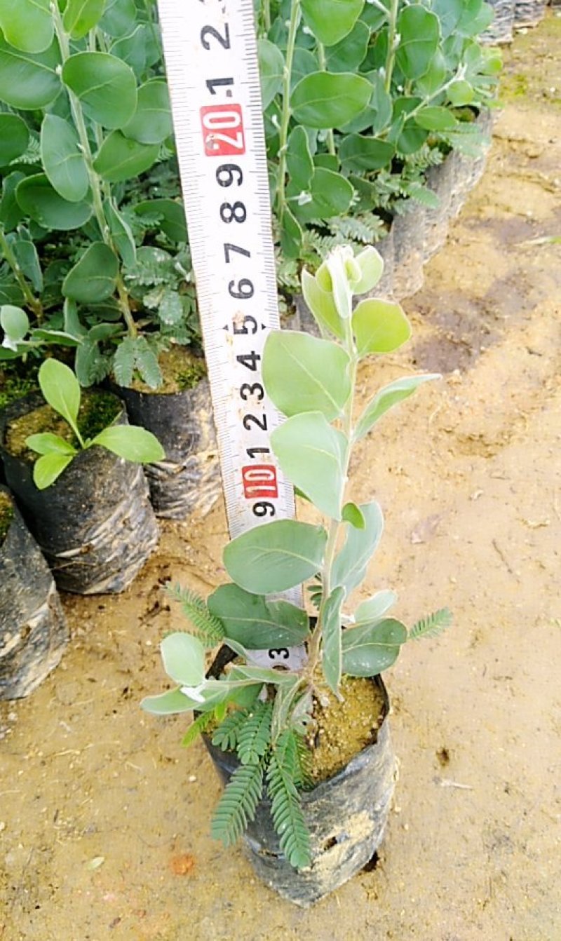 合欢树