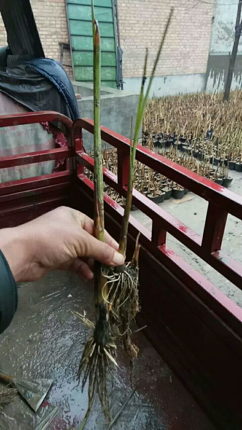 香蒲香蒲苗厂家直销无中间商保值保量24小时服务