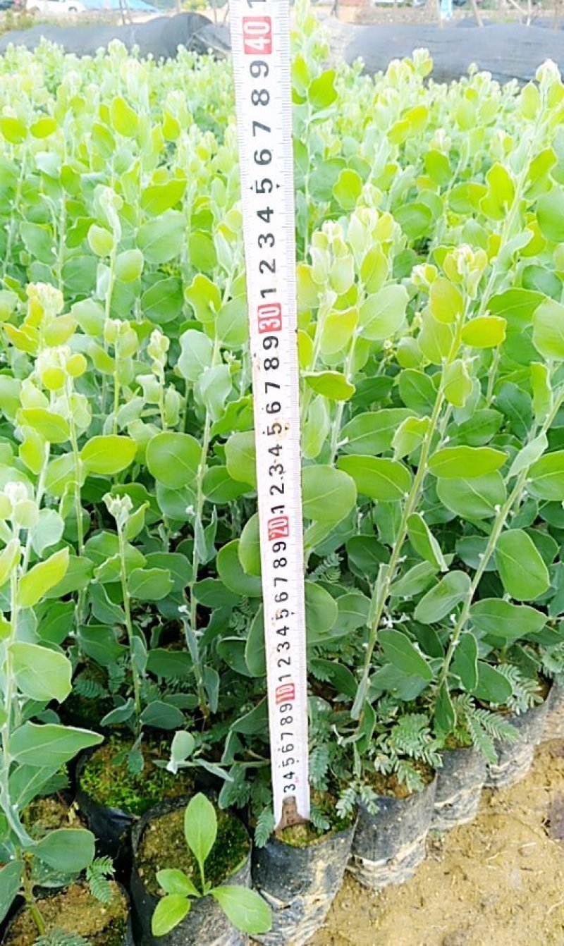 合欢树