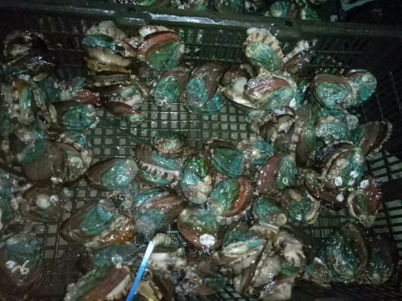 鲍鱼龙虾