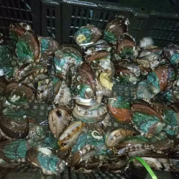 鲍鱼龙虾