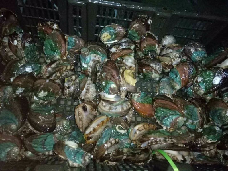 鲍鱼龙虾