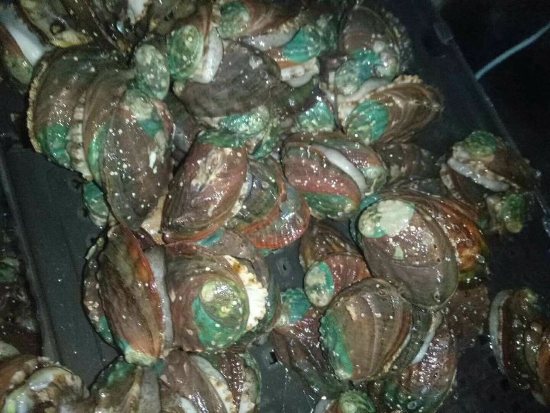 鲍鱼龙虾