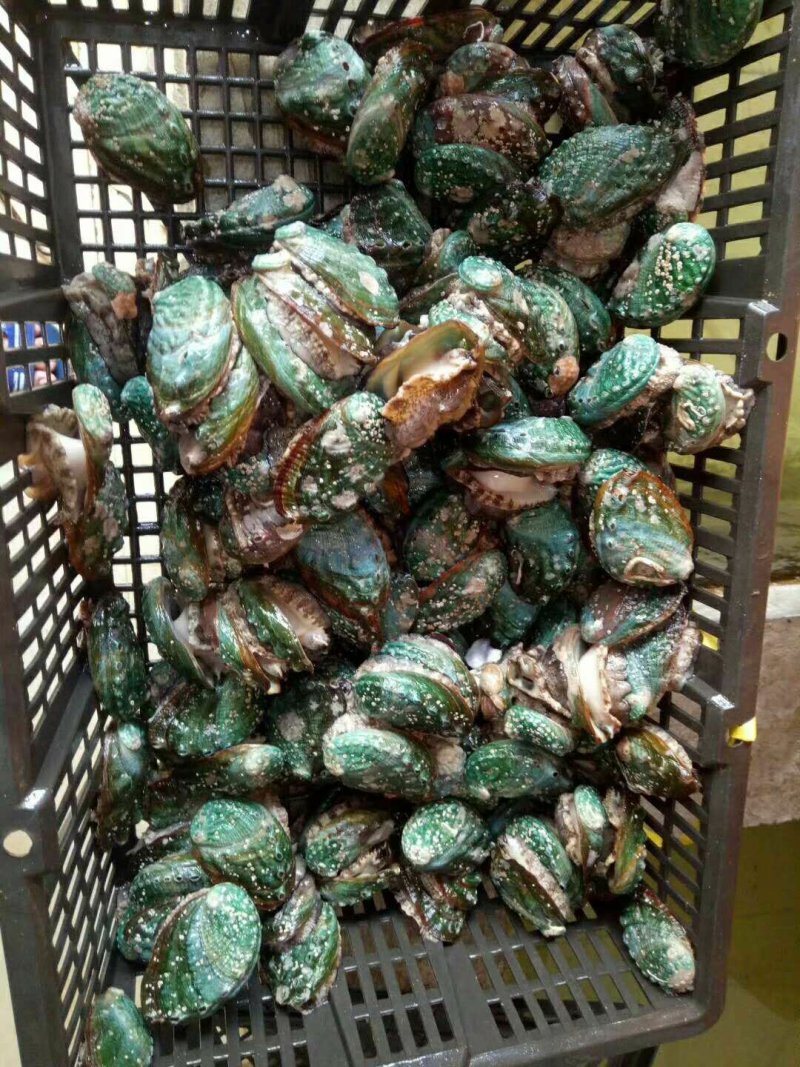 鲍鱼龙虾