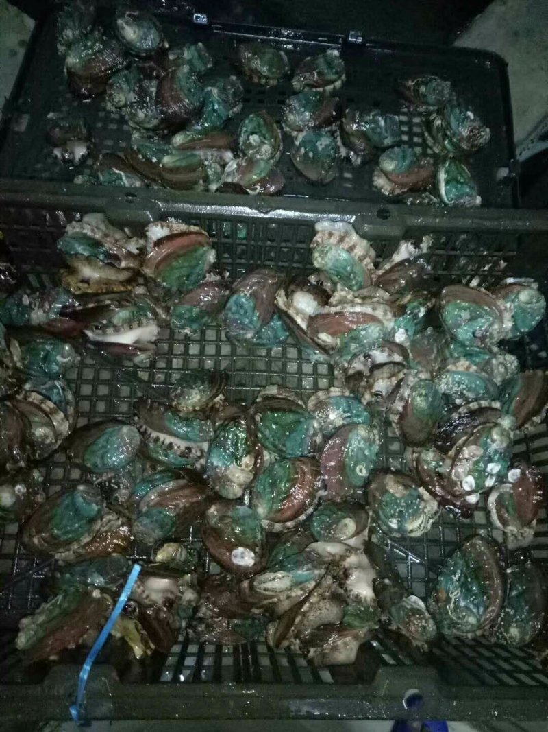 鲍鱼龙虾