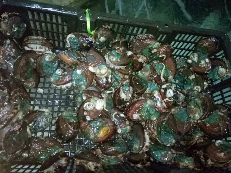 鲍鱼龙虾