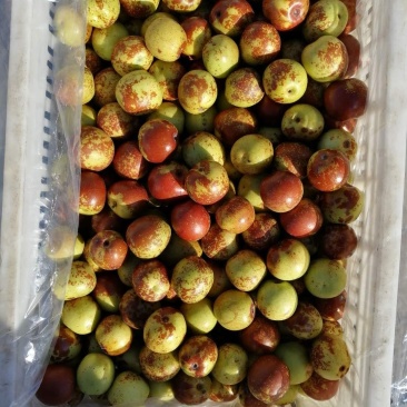 沾化冬枣