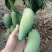中大象牙芒批发，也可一件代发