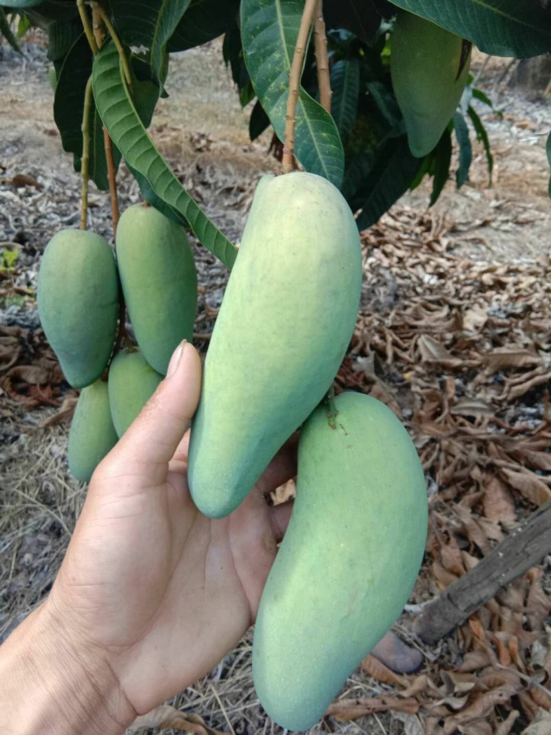 中大象牙芒批发，也可一件代发