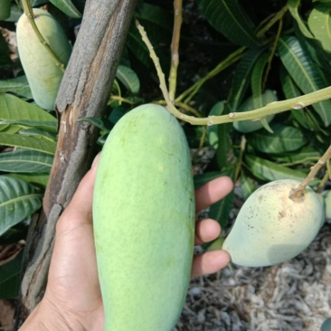 中大象牙芒批发，也可一件代发