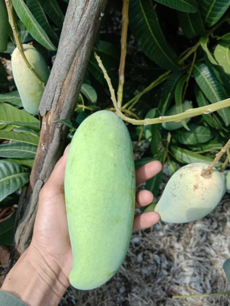 中大象牙芒批发，也可一件代发