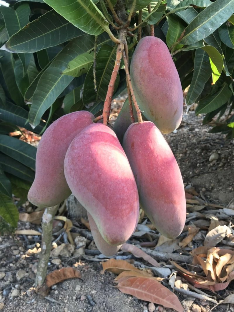 中大象牙芒批发，也可一件代发
