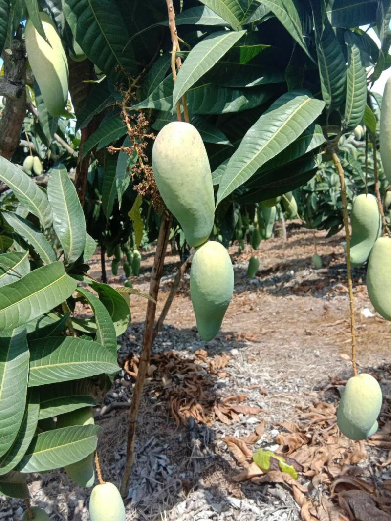 中大象牙芒批发，也可一件代发