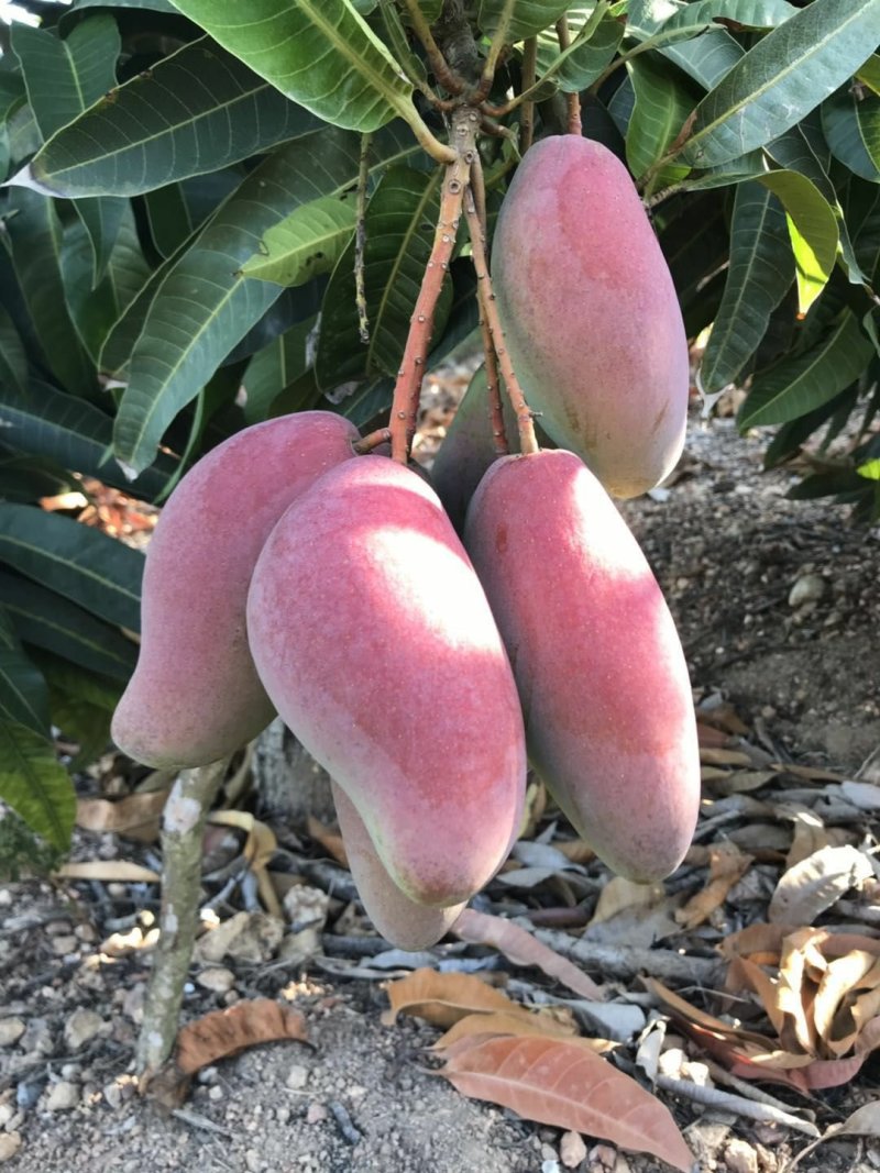 中大象牙芒批发，也可一件代发