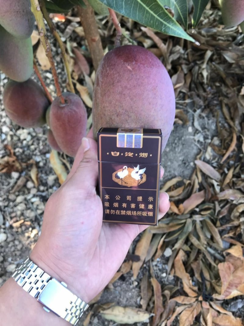 中大象牙芒批发，也可一件代发