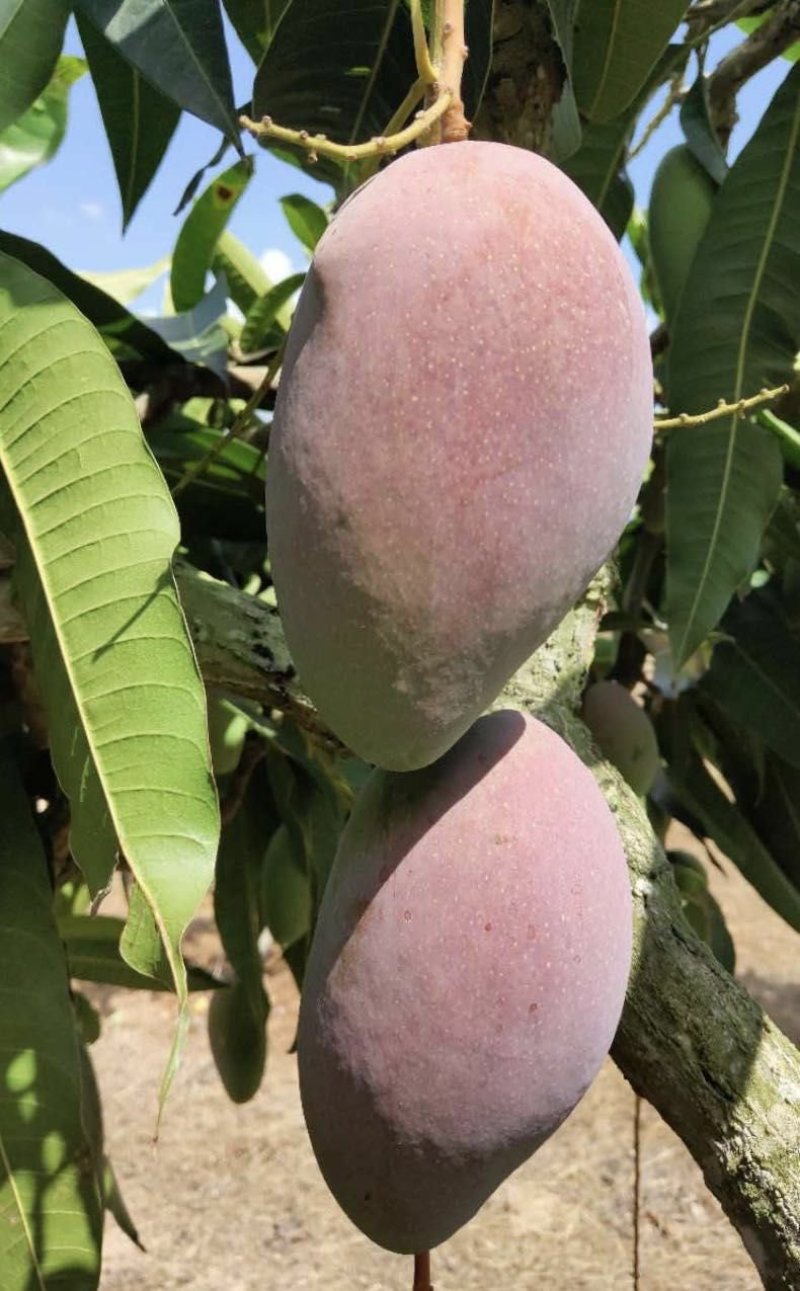 中大象牙芒批发，也可一件代发