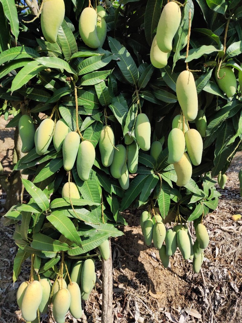 中大象牙芒批发，也可一件代发