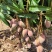 贵妃芒批发，一件代发，大果