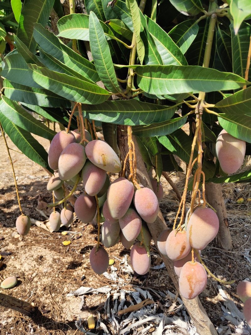 贵妃芒批发，一件代发，大果