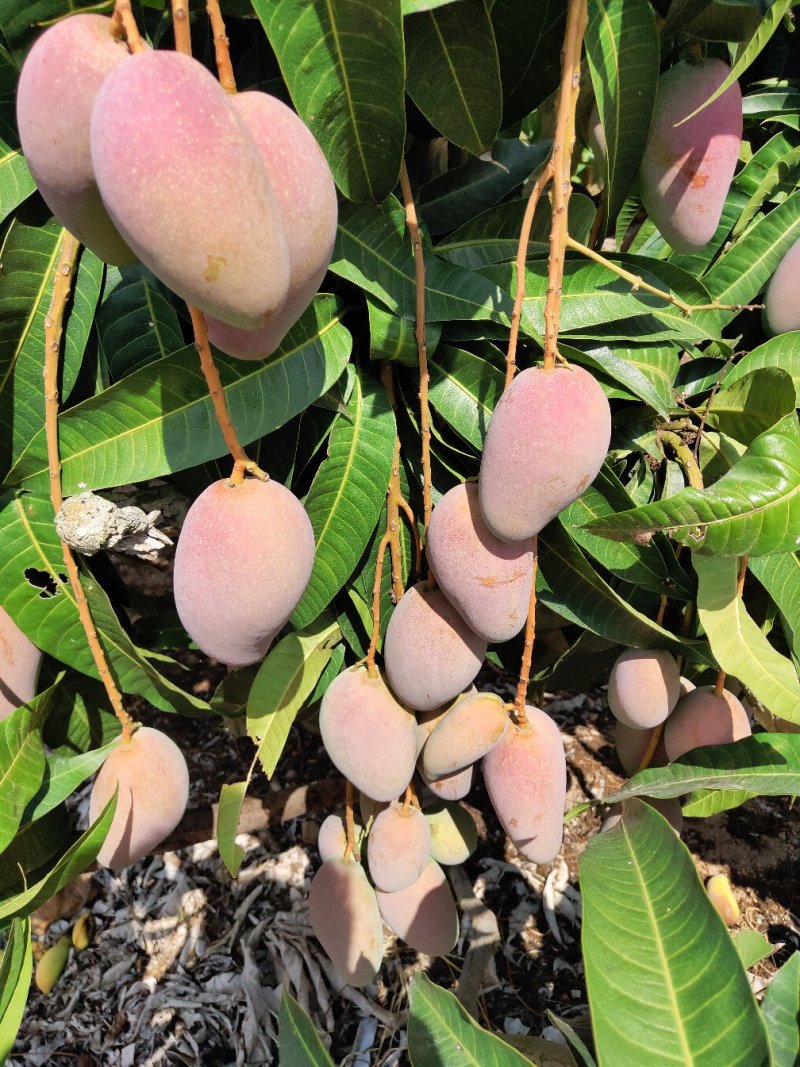 贵妃芒批发，一件代发，大果