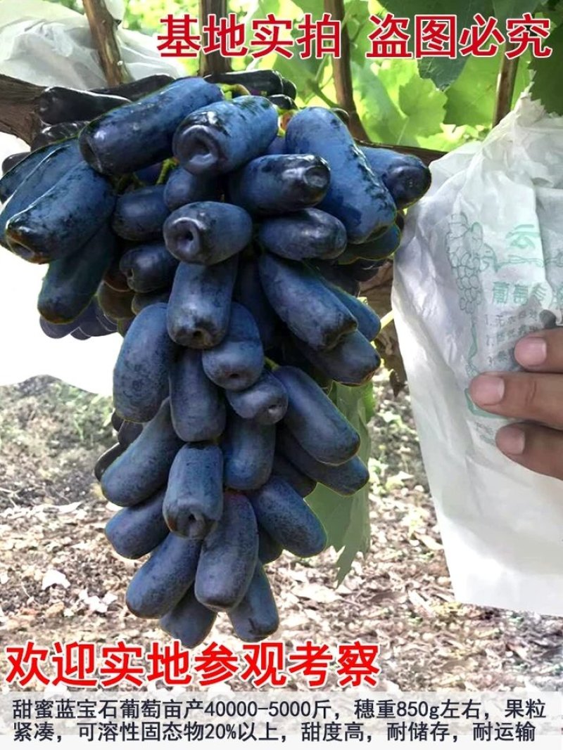 葡萄苗