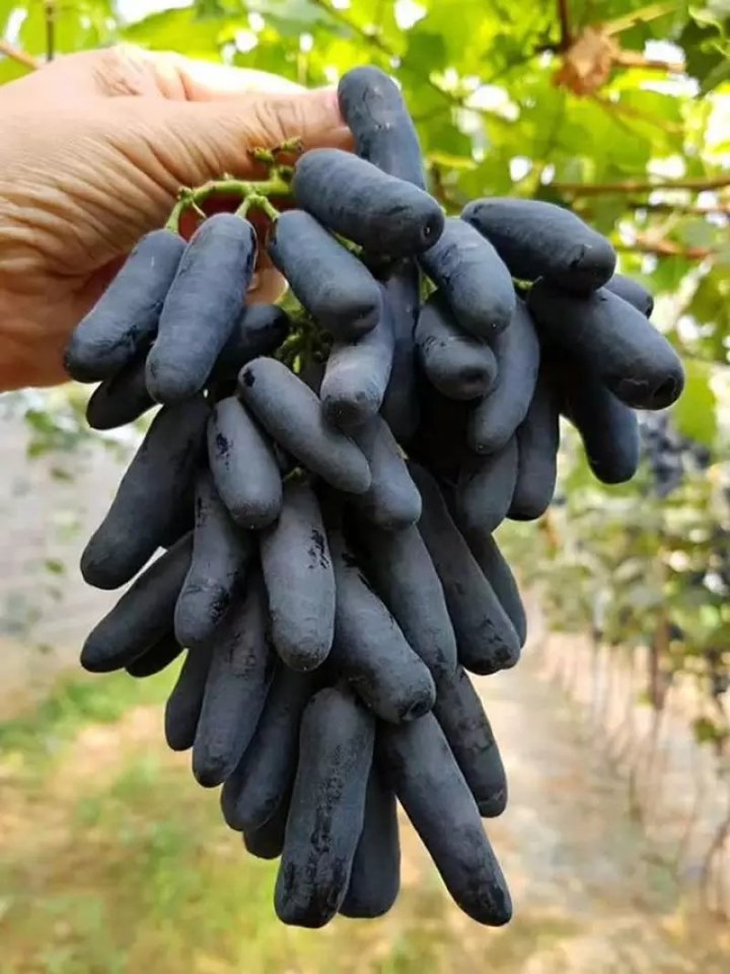 葡萄苗