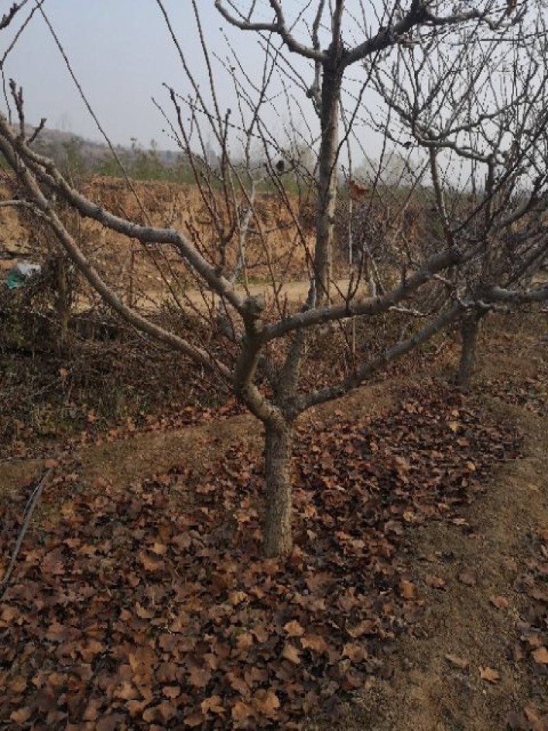 山楂树，各种规格，各种品种山楂树。