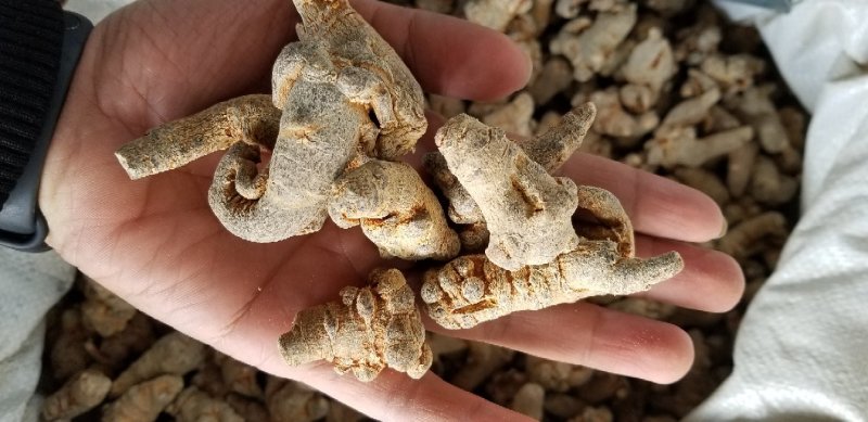 田七40头足干货肉质好