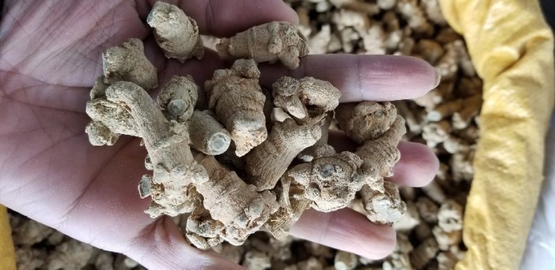 田七40头足干货肉质好