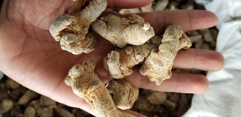 田七40头足干货肉质好