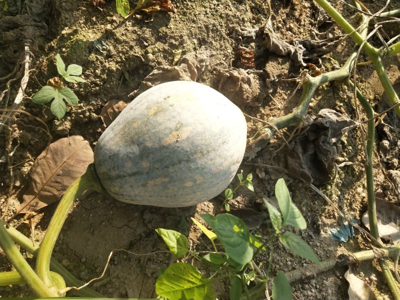 香芋南瓜