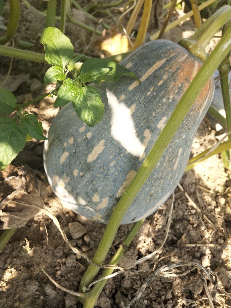 香芋南瓜