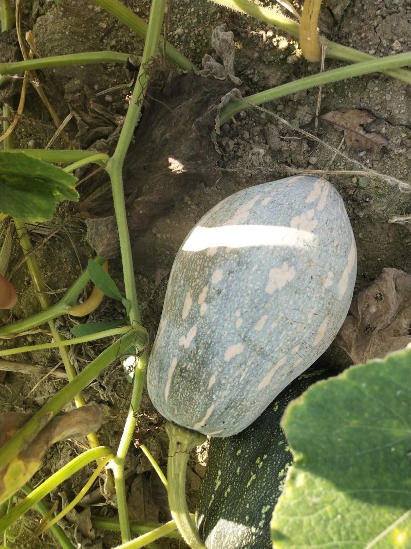 香芋南瓜