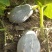 香芋南瓜